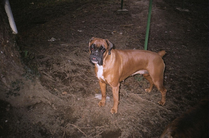 Thyras Du mas d'albret